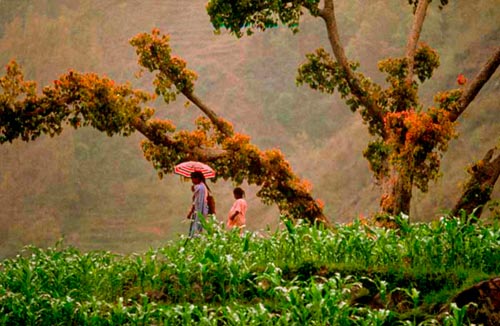 taking a walk in the fields image page