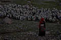 go to "Herding the goats" Mount Kailash, Western Tibet, image page